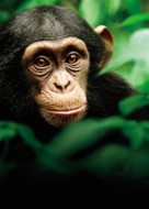 Chimpanzee - Key art (xs thumbnail)
