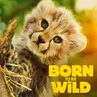"Born to be Wild" Cover