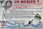 Rosier de Madame Husson, Le Poster
