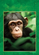 Chimpanzee - Key art (xs thumbnail)