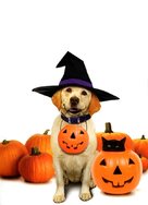 The Dog Who Saved Halloween - Key art (xs thumbnail)