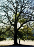 L&#039;arbre et la for&ecirc;t - Key art (xs thumbnail)