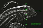 Alien Custom