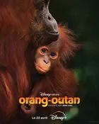 Orangutan Poster