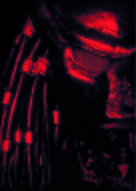 Predator 2 - Key art (xs thumbnail)