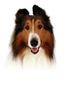 Lassie - Key art (xs thumbnail)