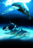 Dolphins and Whales 3D: Tribes of the Ocean - Key art (xs thumbnail)