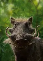 The Lion King Textless