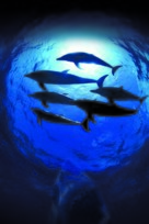 OceanWorld 3D - Key art (xs thumbnail)