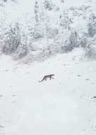 La panth&egrave;re des neiges -  Key art (xs thumbnail)