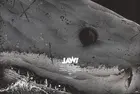 Jaws Custom