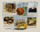 Secrets of Life Poster