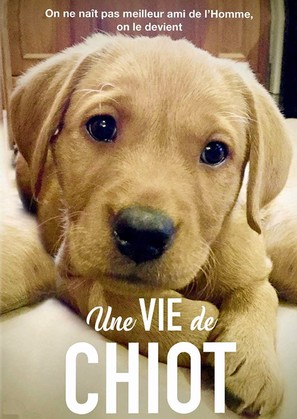 The Secret Life of Kittens - French DVD movie cover (thumbnail)