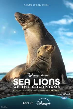 Sea Lions of the Galapagos Poster