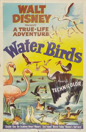 Water Birds Poster
