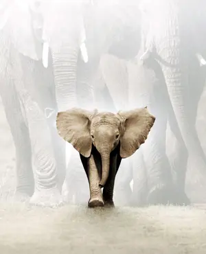 Whispers: An Elephant's Tale Unset