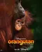 Orangutan poster thumbnail