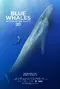 Blue Whales: Return of the Giants poster thumbnail