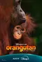 Orangutan poster thumbnail
