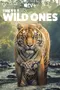 "The Wild Ones" poster thumbnail