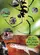 Les secrets de la jungle d'Afrique poster thumbnail